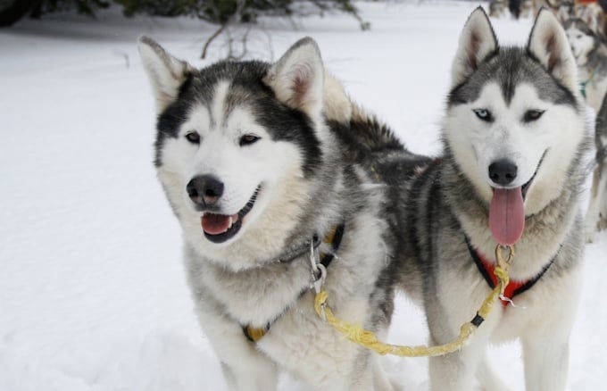 Chamonix Winter holiday(s), chamonix winter activities, husky sledding