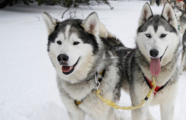 Chamonix ski holiday, chamonix activities, husky dog rides kids winter activities in Chamonix