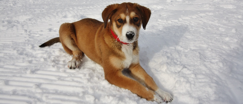 Pets, Chamonix holiday, chamonix accommodation