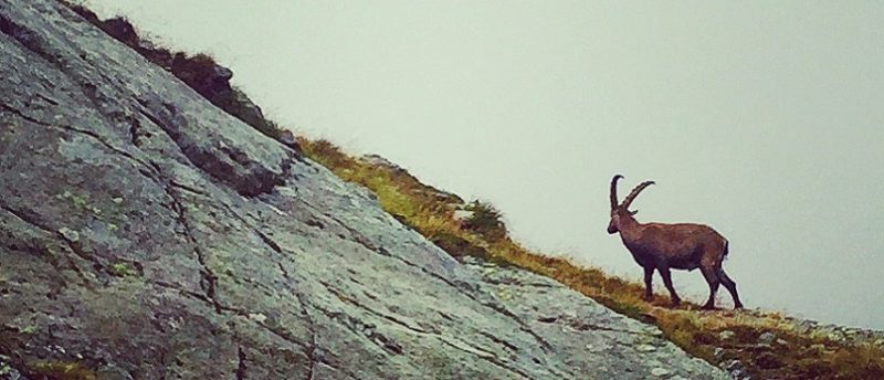 ibex Chamonix in Summer-2-854x367