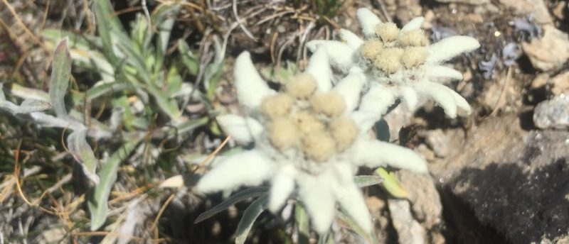 edelweiss Chamonix in Summer-854x367