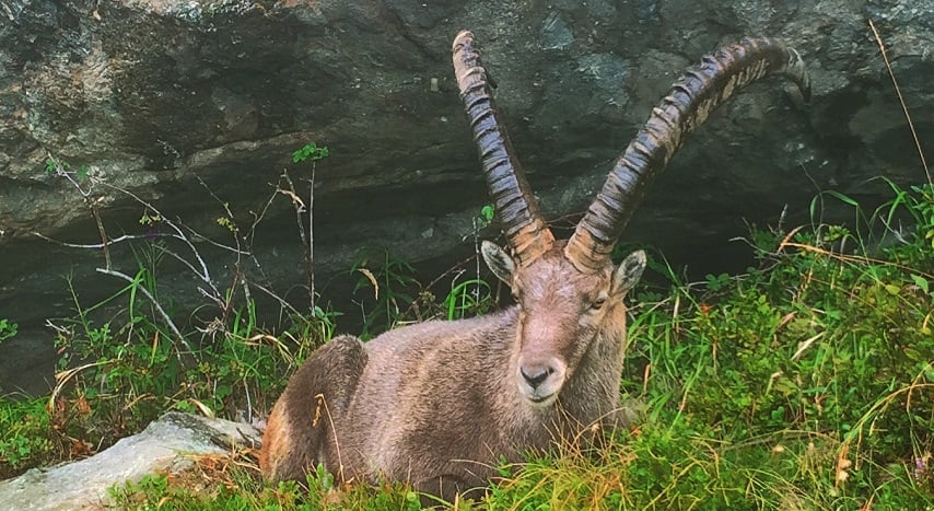 ibex Chamonix in Summer 854x467