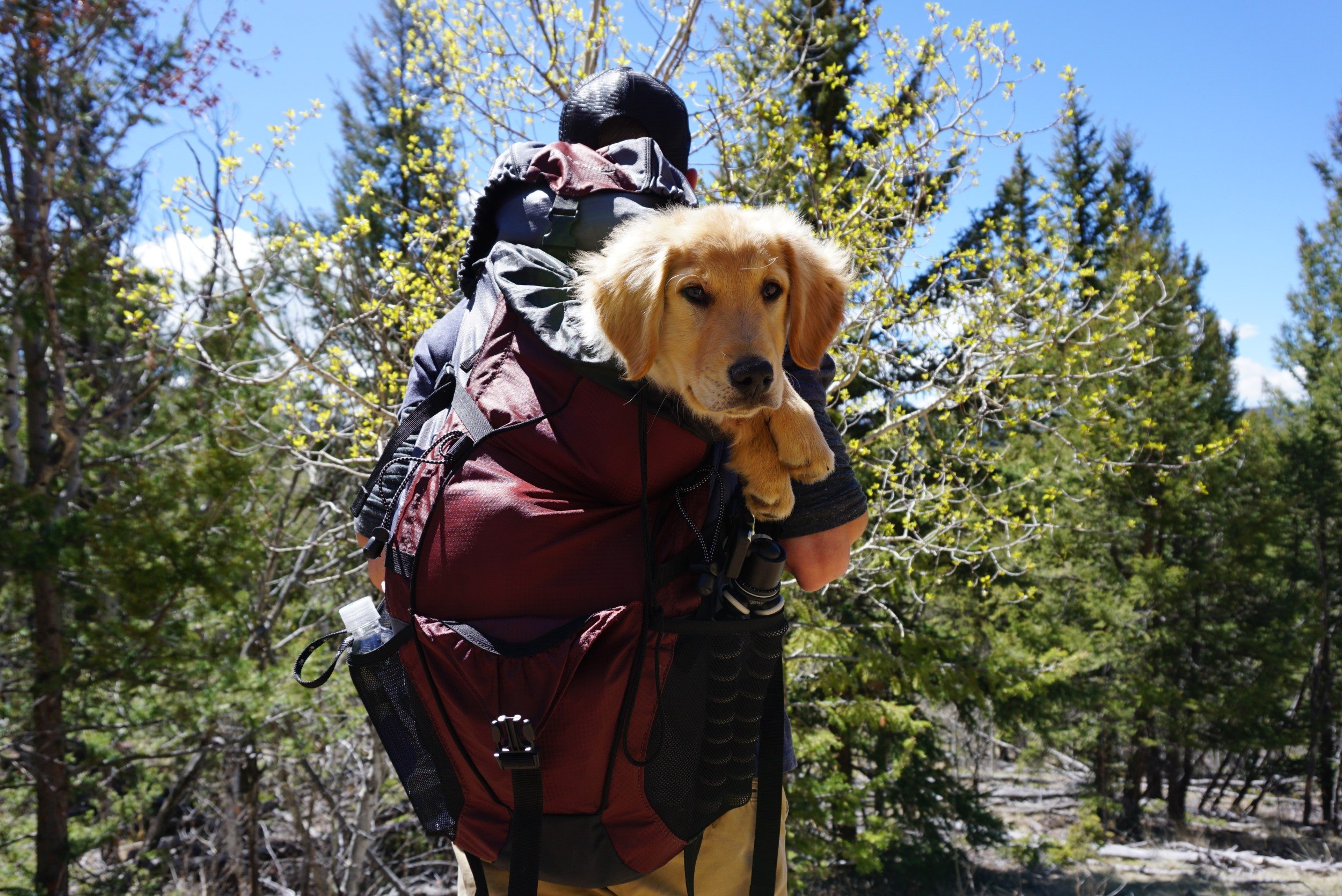 man-carrying-dog-on-red-backpack-1448056 Léman Express