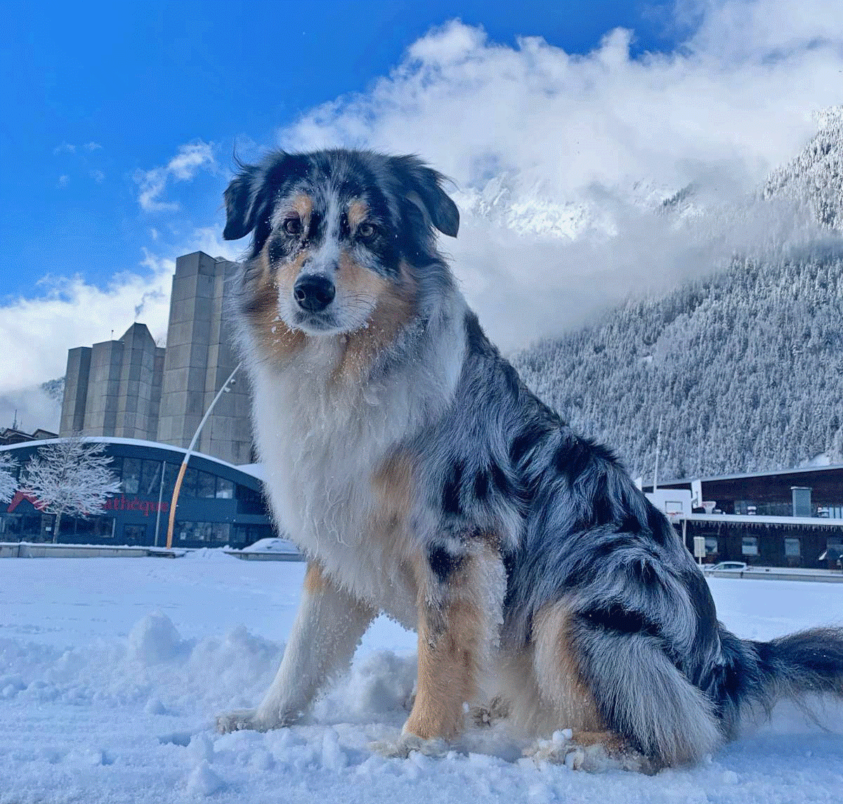 pet dog called ozzy in chamonix in winter